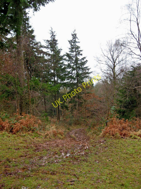 Photo 6"x4" Footpath & W.B.R.A. route in Wyre Forest Buttonoak c2011
