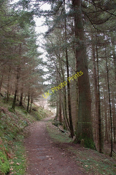 Photo 6"x4" Path and cycle route in Wythop Woods Scarness c2011