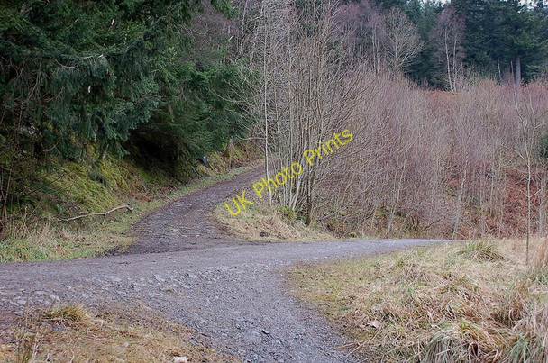 Photo 6"x4" Track junction, Wythop Woods Dubwath c2011
