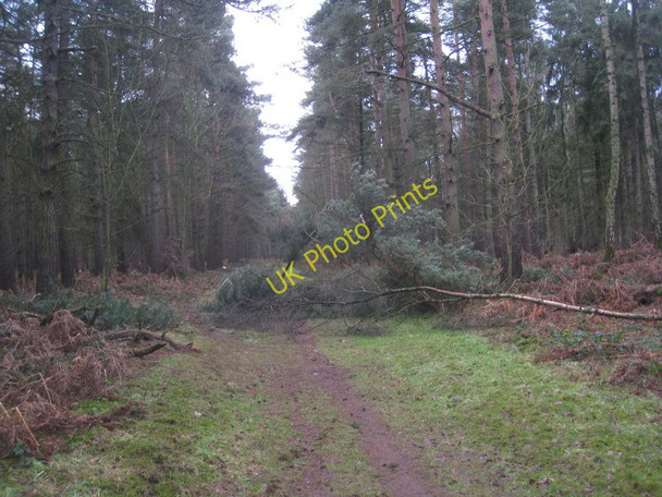Photo 6"x4" Snow damage in Rowland Plantation Broughton Common c2011