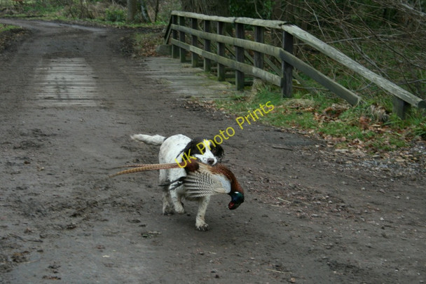 Photo 6"x4" A classic retrieve on the Milton Strip Woodside\/NJ0555 c2011