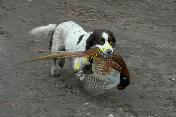 Photo 6"x4" The final retrieve at Altyre on the last day of the season Woodside\/NJ0555 c2011