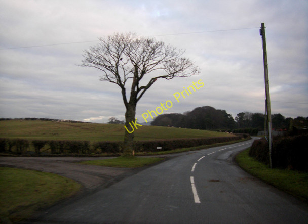 Photo 6"x4" Lone Tree on Island Lane Ford Green\/SD4746 c2011