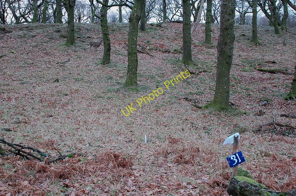 Photo 6"x4" Extremely tame deer, Hogg Park Woodend\/NY2127 c2011