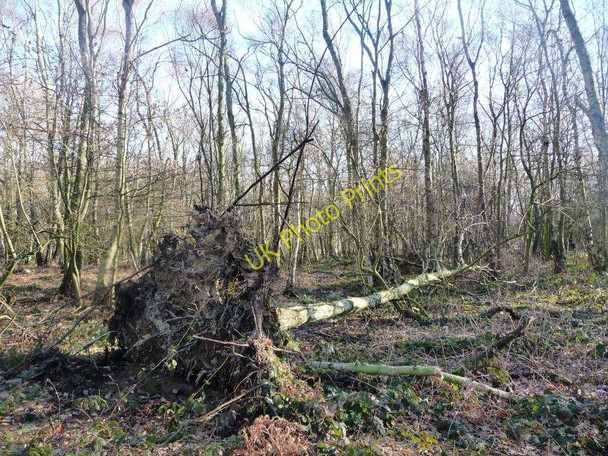 Photo 6"x4" Fallen tree, Stocksmoor Common Midgley\/SE2714 c2011