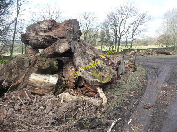 Photo 6"x4" Felled trees at the crossroads Midgley\/SE2714 c2011