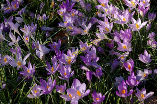 Photo 6"x4" Kew Gardens, croci Brentford c2008