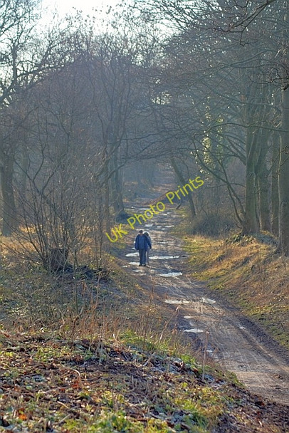 Photo 6"x4" Foxcover Bank Plantation Grindon\/NZ3554 c2011