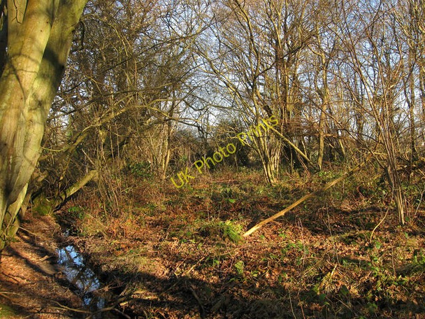 Photo 6"x4" Red House Common North Chailey c2011