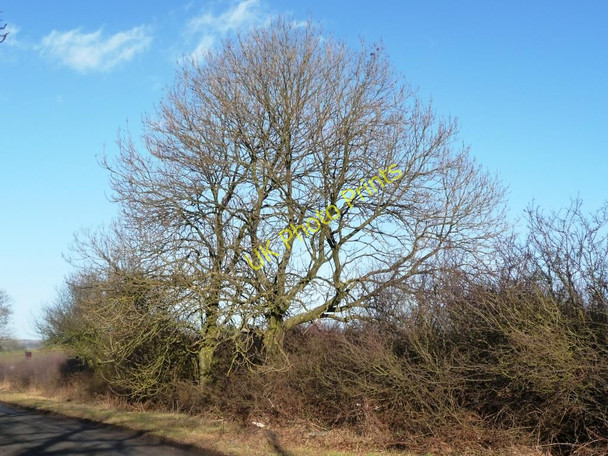 Photo 6"x4" Winter hedgerow trees Langbaurgh c2011