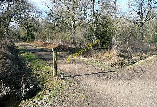 Photo 6"x4" Footpath in Pamber Forest Court Corner c2011