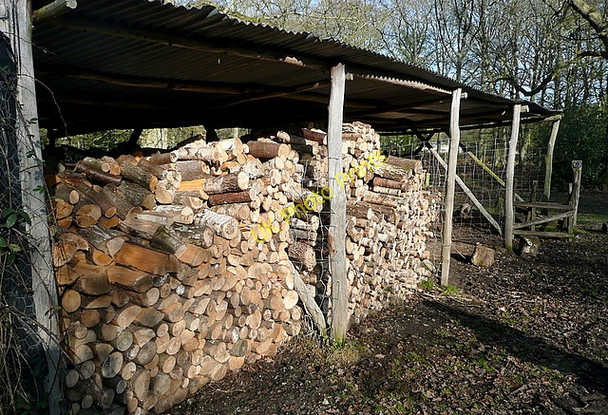 Photo 6"x4" Woodpile in Pamber Forest Latchmere Green c2011