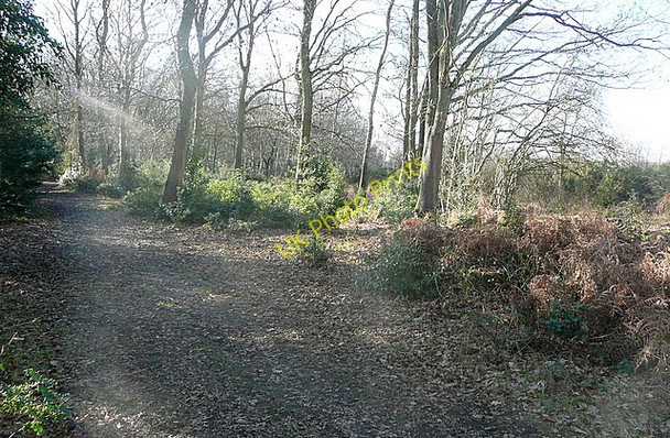 Photo 6"x4" Footpath towards Pamber Forest Silchester c2011