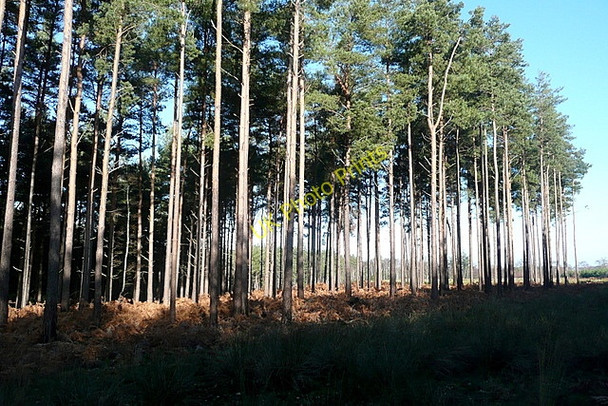 Photo 6"x4" Woodland in Heath Warren Wood Eversley Centre c2011