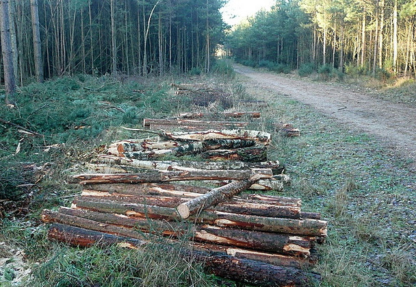 Photo 6"x4" In Bramshill Plantation Bramshill c2011