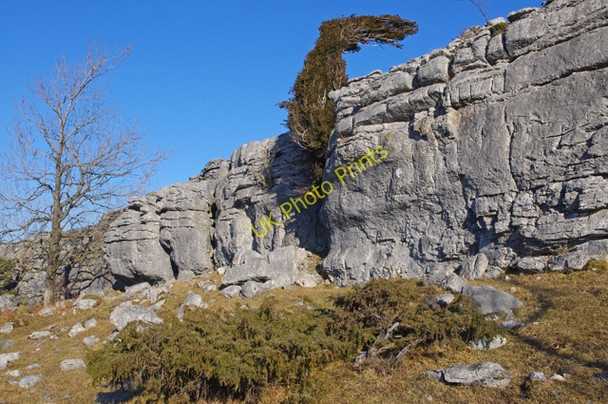 Photo 6"x4" Wind-shaped yew Beck Head\/SD4484 c2011