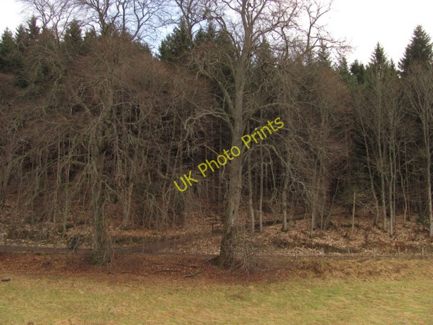 Photo 6"x4" Woodland, Dowally Dalguise c2010