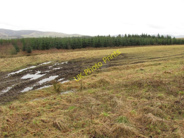 Photo 6"x4" Plantation, Cloich Shiplaw c2011