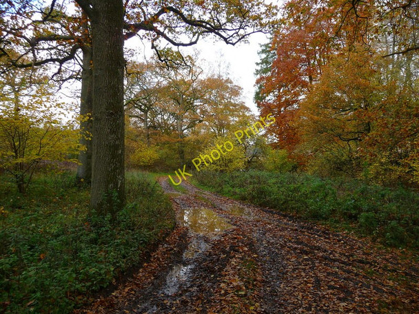 Photo 6"x4" Andover Down - Harewood Forest Andover Down c2010