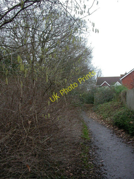 Photo 6"x4" Woodside, catkins Lymington c2011