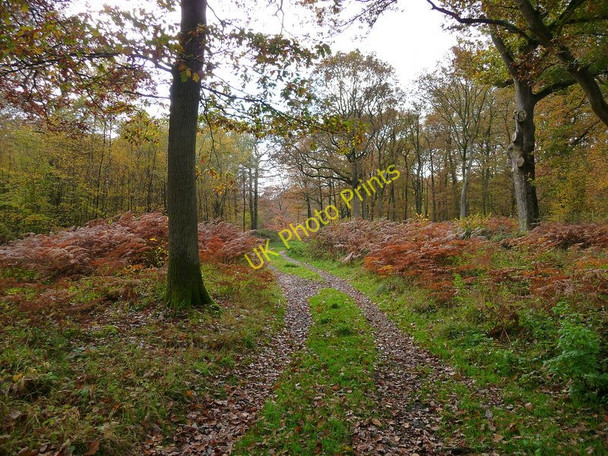 Photo 6"x4" Andover Down - Harewood Forest Andover Down c2010