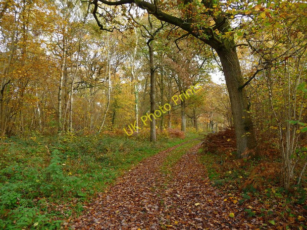 Photo 6"x4" Andover Down - Harewood Forest Andover Down c2010