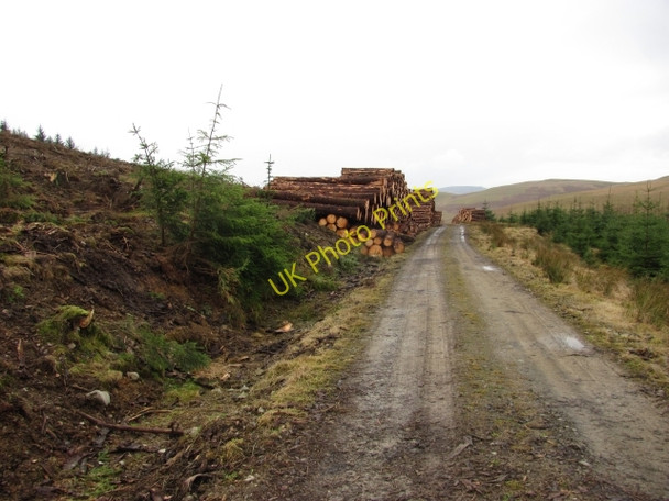 Photo 6"x4" Logging road, Cloich Forest Harehope\/NT2044 c2011
