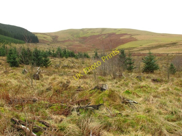 Photo 6"x4" Cloich Forest Harehope\/NT2044 c2011