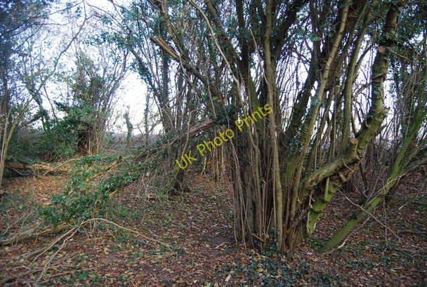 Photo 6"x4" Coppiced tree by the Pilgrims' Way Warren Street c2010