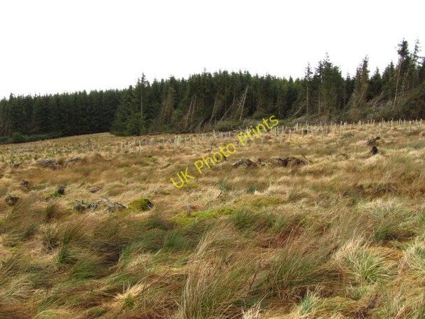 Photo 6"x4" Clear felled and replanted area Halmyre Mains c2011