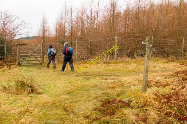 Photo 6"x4" Footpath junction in Low Dale Park Plantation Force Mills c2011
