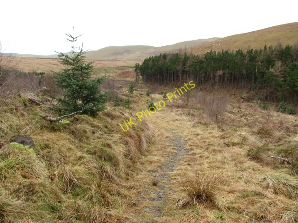 Photo 6"x4" Path, Cloich Forest Harehope\/NT2044 c2011