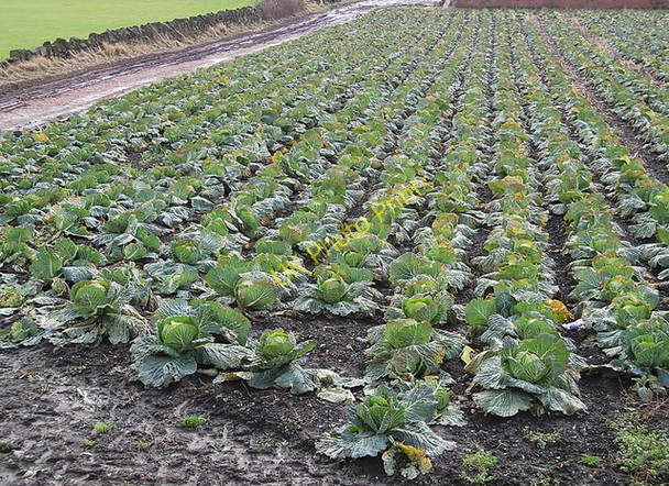Photo 6"x4" Cabbage field, Roker Lane Pudsey\/SE2233 c2011