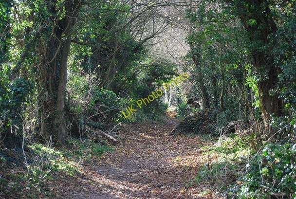 Photo 6"x4" North Downs Way Horsalls c2010