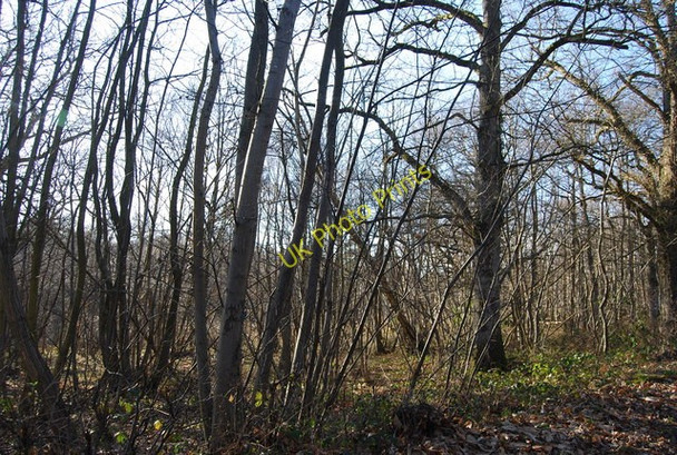 Photo 6"x4" Bartley Mill Wood Little Bayham c2011