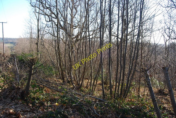 Photo 6"x4" Coppicing, Bartley Mill Wood Little Bayham c2011