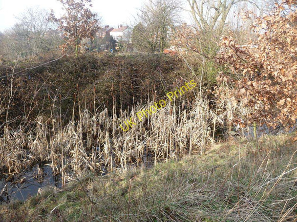 Photo 6"x4" Barnsley Canal bulrushes Royston\/SE3511 c2011
