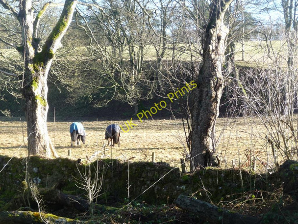 Photo 6"x4" Horses grazing on the south bank of the river Balerno c2011