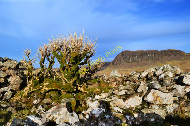 Photo 6"x4" Stunted elder in Dun Sleadale Talisker c2011