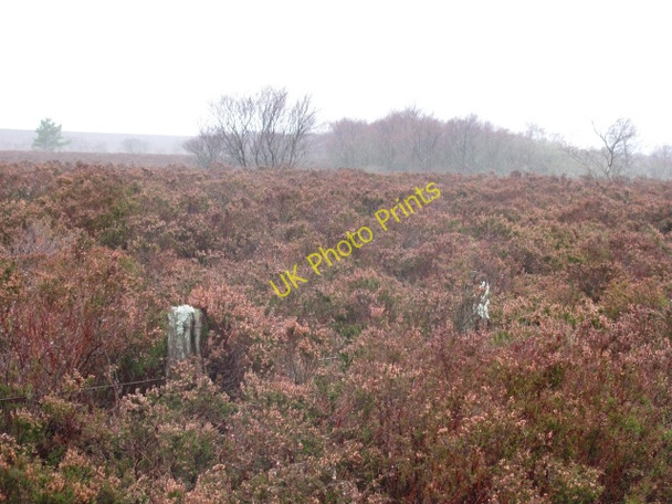 Photo 6"x4" Long Moss Coldingham Common c2011