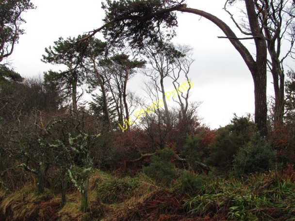 Photo 6"x4" Stripwood on Cross Law Coldingham c2011