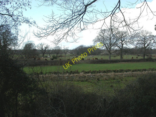 Photo 6"x4" Ringwood, cattle grazing Ringwood\/SU1505 c2011