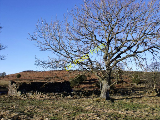 Photo 6"x4" Wester Barnego (ruin) Denny c2011