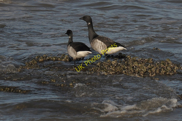 Photo 6"x4" Brent Geese on mussel bed Hoylake c2011
