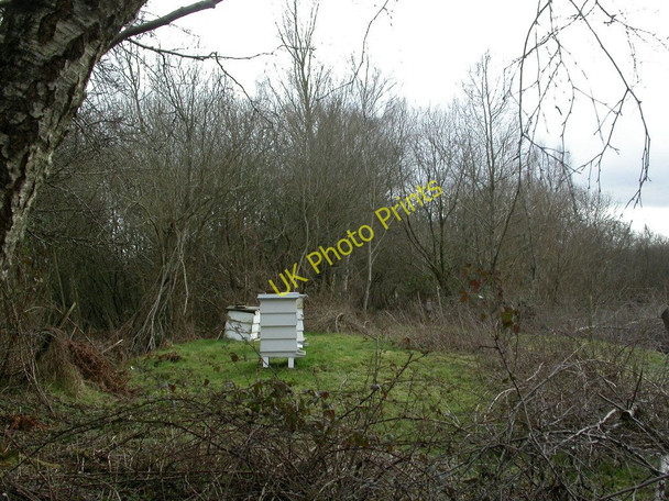 Photo 6"x4" Ellingham, beehives Ringwood\/SU1505 c2011
