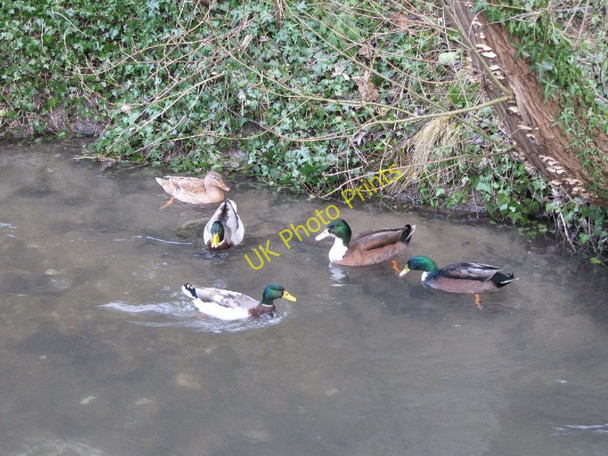 Photo 6"x4" Ducks in the Brook Wantage c2011