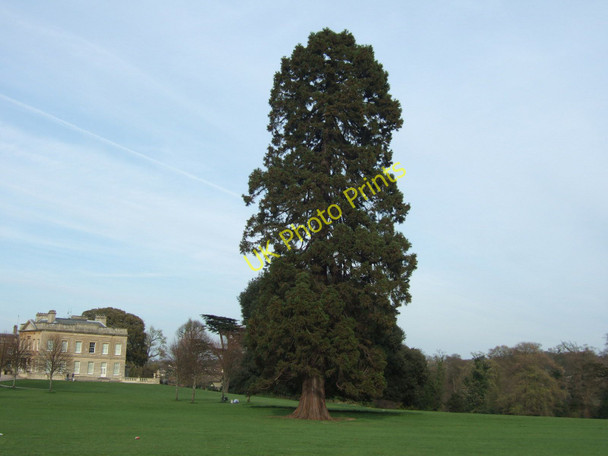 Photo 6"x4" Blaise Castle Estate - notable tree, with the mansion in the background Henbury\/ST5678 c2010