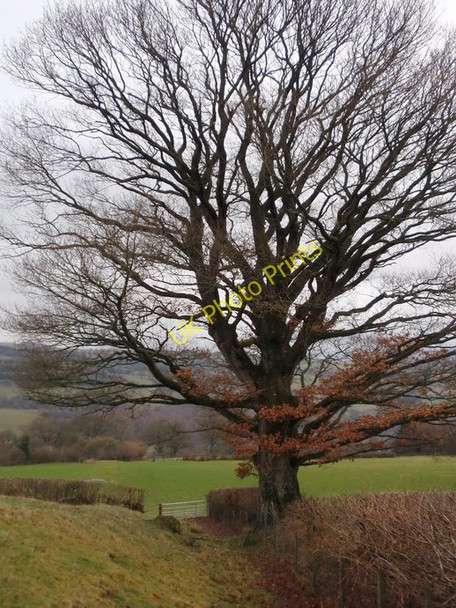 Photo 6"x4" Ffawydden \/ Beech tree, Erwood Erwood c2011