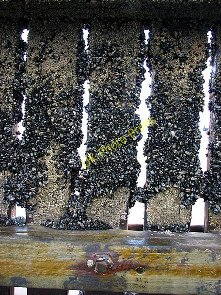 Photo 6"x4" Colony of mussels on groyne, Overstrand Overstrand c2011