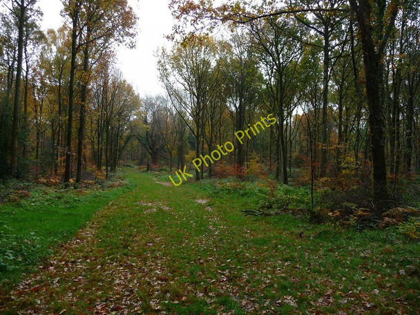 Photo 6"x4" Savernake Forest - Track Marlborough\/SU1869 c2010